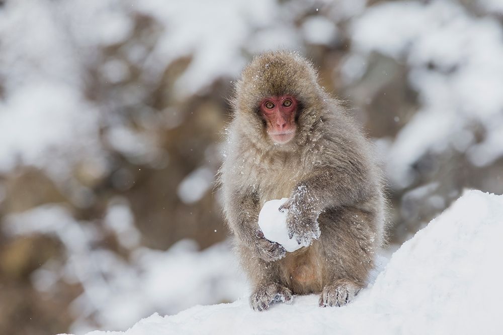 Japan-Nagano A young Japanese macaque plays with a snowball